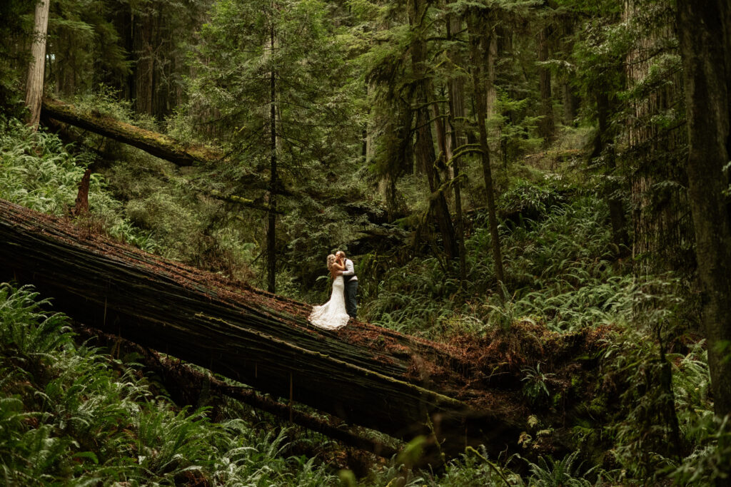 Redwoods National Park is a top location to elope in Northern California